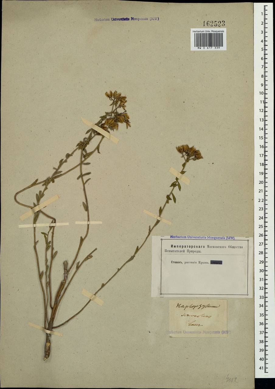 Haplophyllum suaveolens (DC.) G. Don, Crimea (KRYM) (Russia)