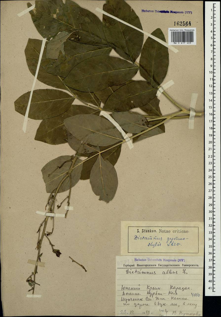 Dictamnus albus L., Crimea (KRYM) (Russia)