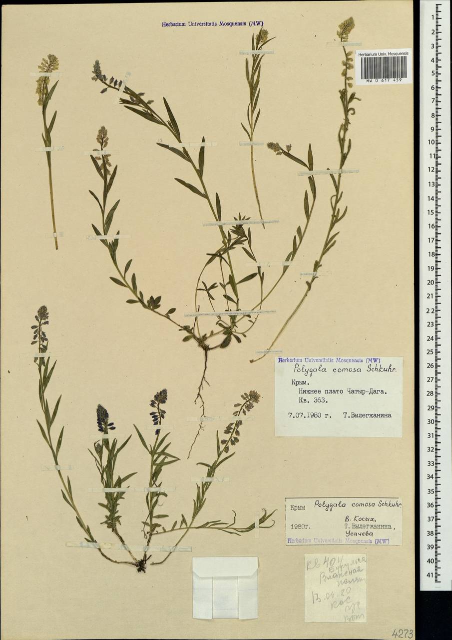 Polygala comosa Schkuhr, Crimea (KRYM) (Russia)