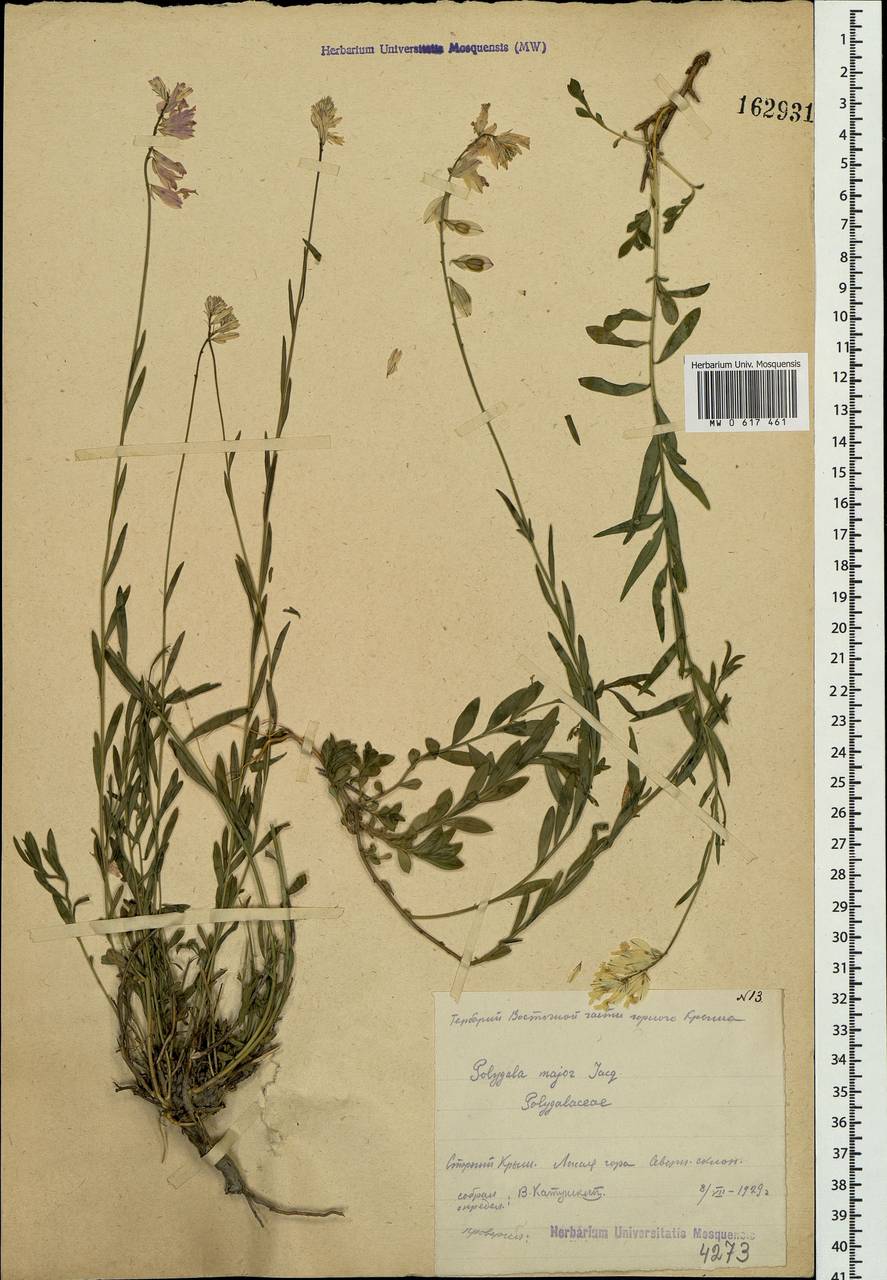 Polygala major Jacq., Crimea (KRYM) (Russia)
