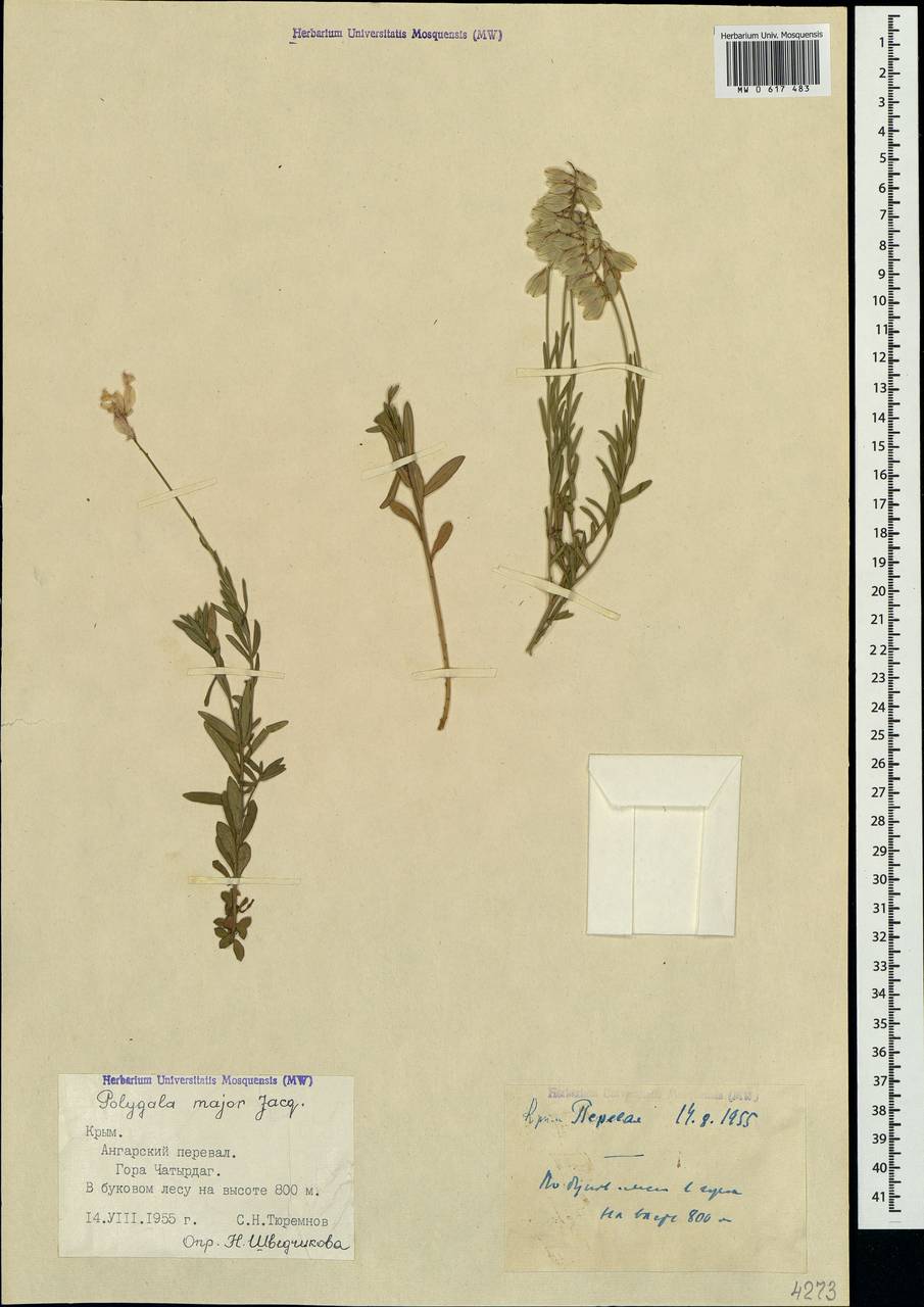 Polygala major Jacq., Crimea (KRYM) (Russia)