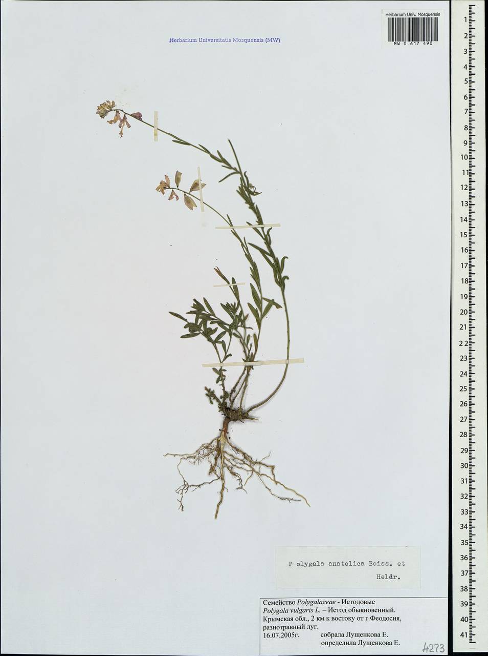 Polygala major Jacq., Crimea (KRYM) (Russia)