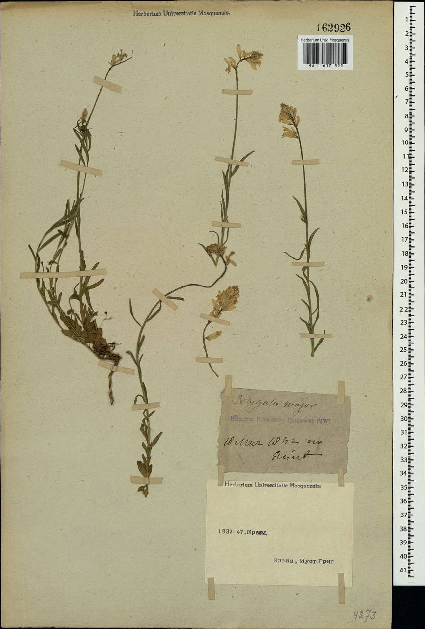 Polygala major Jacq., Crimea (KRYM) (Russia)