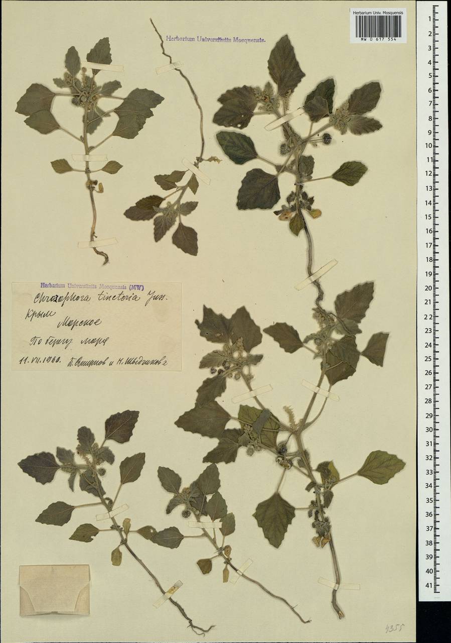 Chrozophora tinctoria (L.) A.Juss., Crimea (KRYM) (Russia)