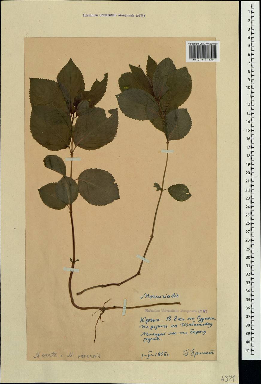 Mercurialis × paxii Graebn., Crimea (KRYM) (Russia)