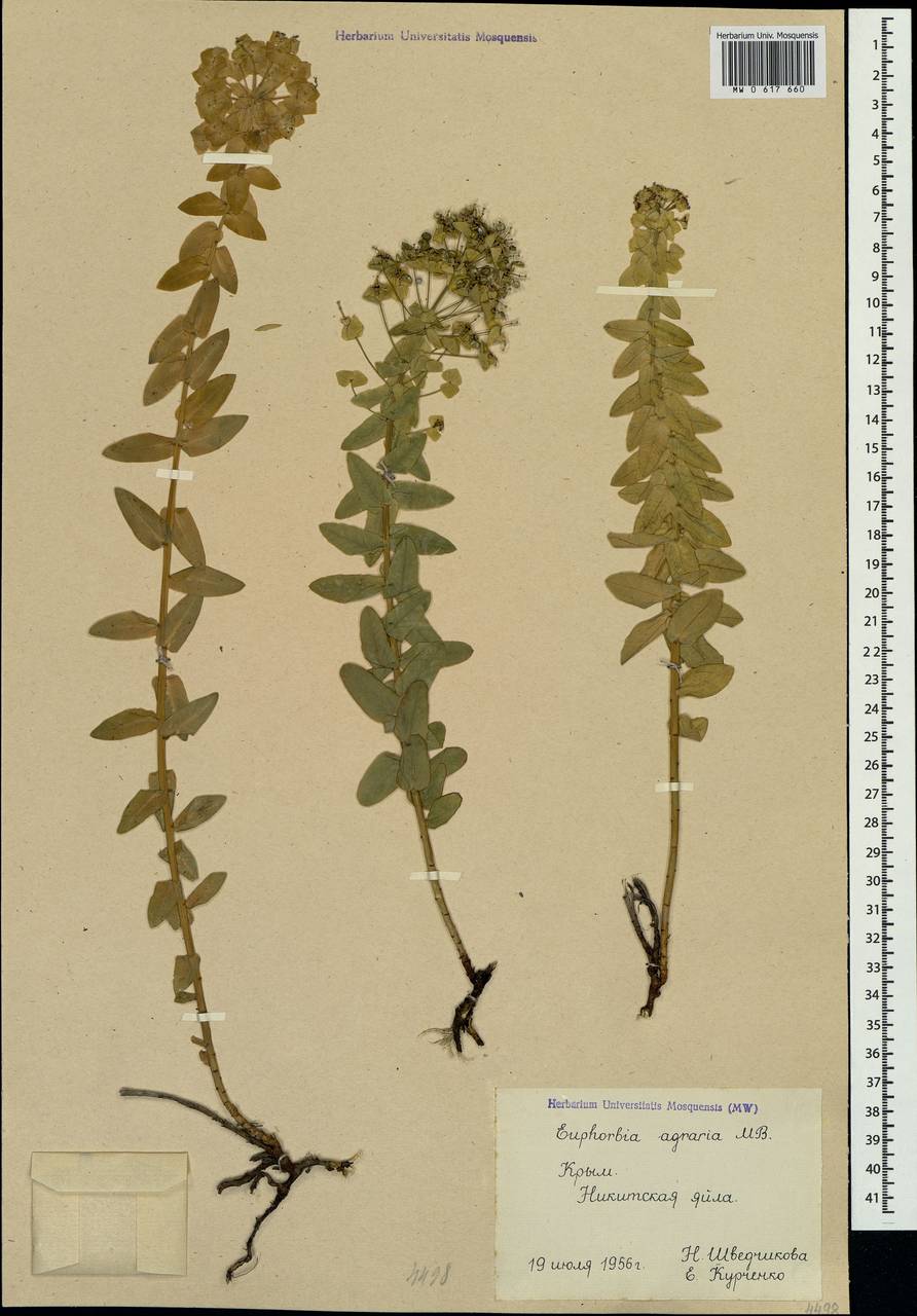 Euphorbia agraria M.Bieb., Crimea (KRYM) (Russia)