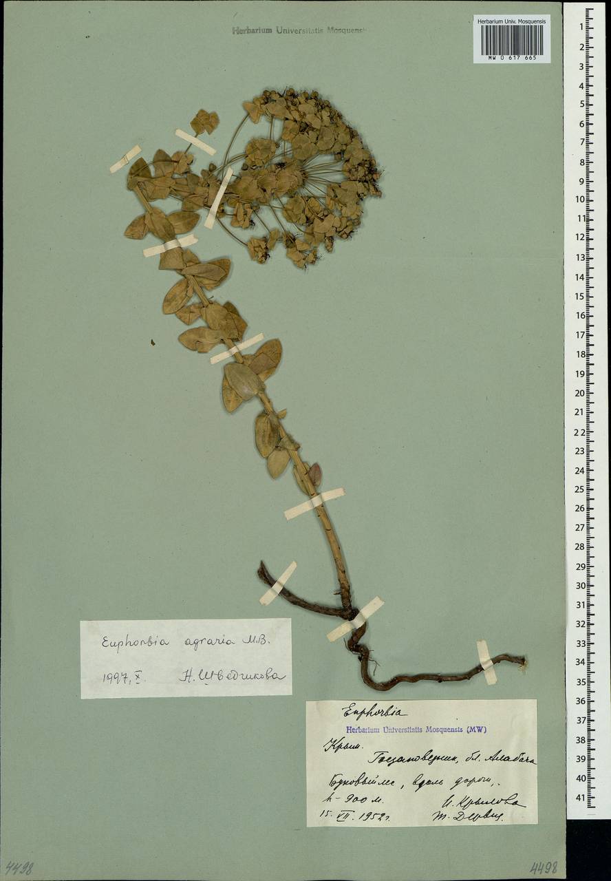 Euphorbia agraria M.Bieb., Crimea (KRYM) (Russia)