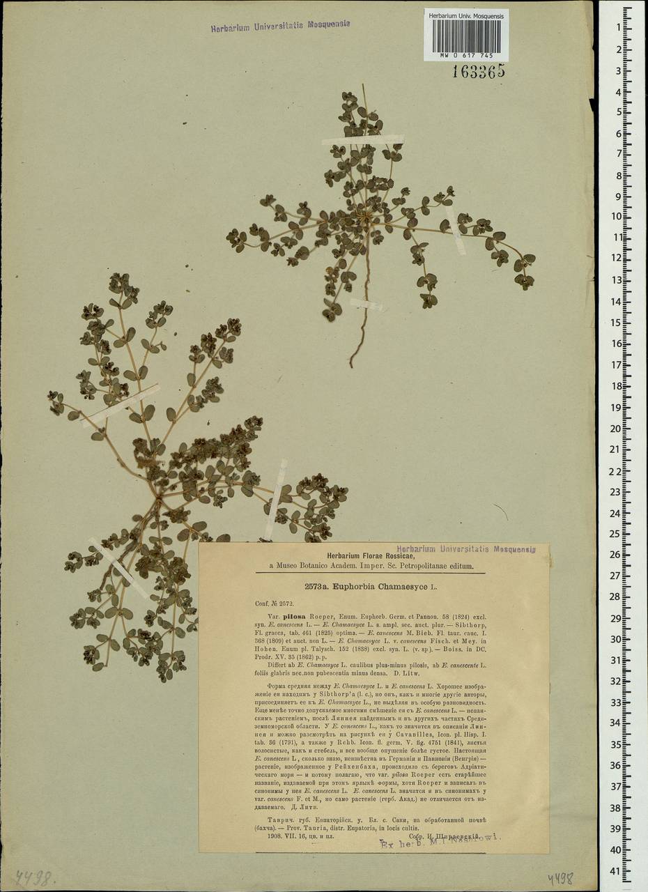 Euphorbia chamaesyce L., Crimea (KRYM) (Russia)