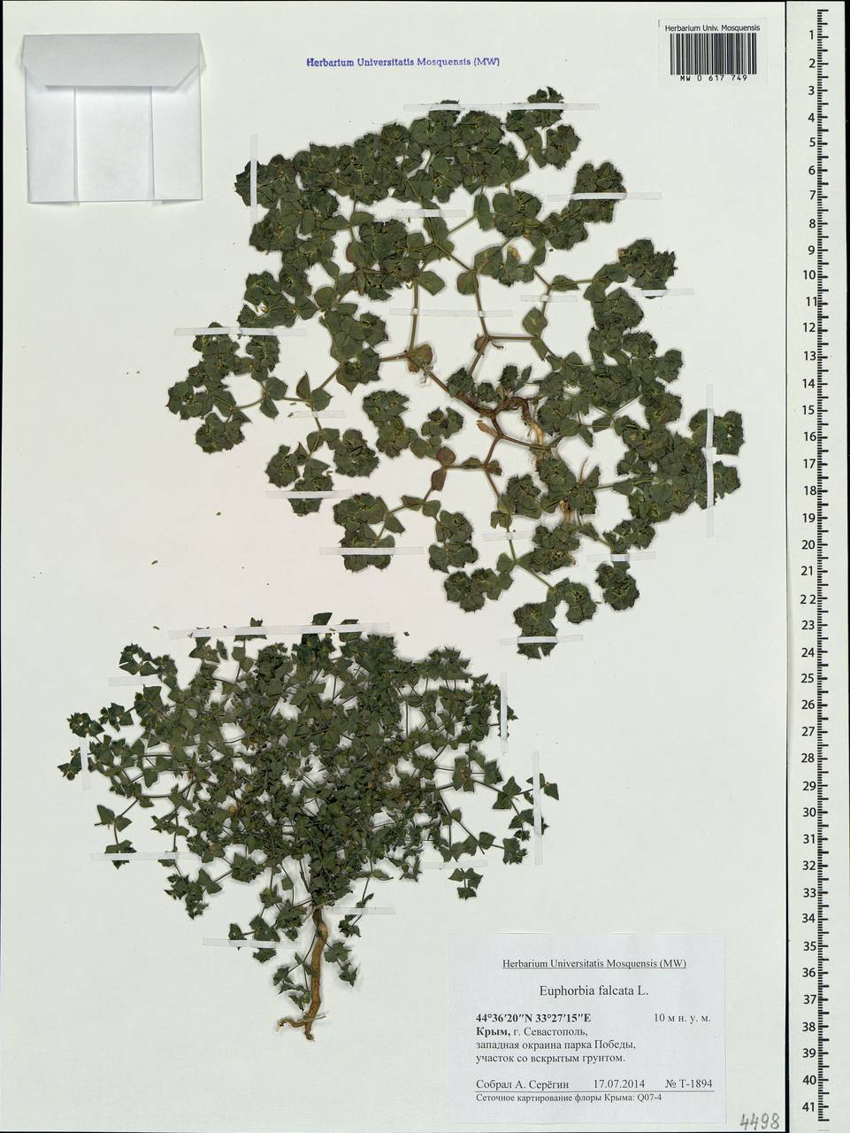 Euphorbia falcata L. , nom. cons., Crimea (KRYM) (Russia)