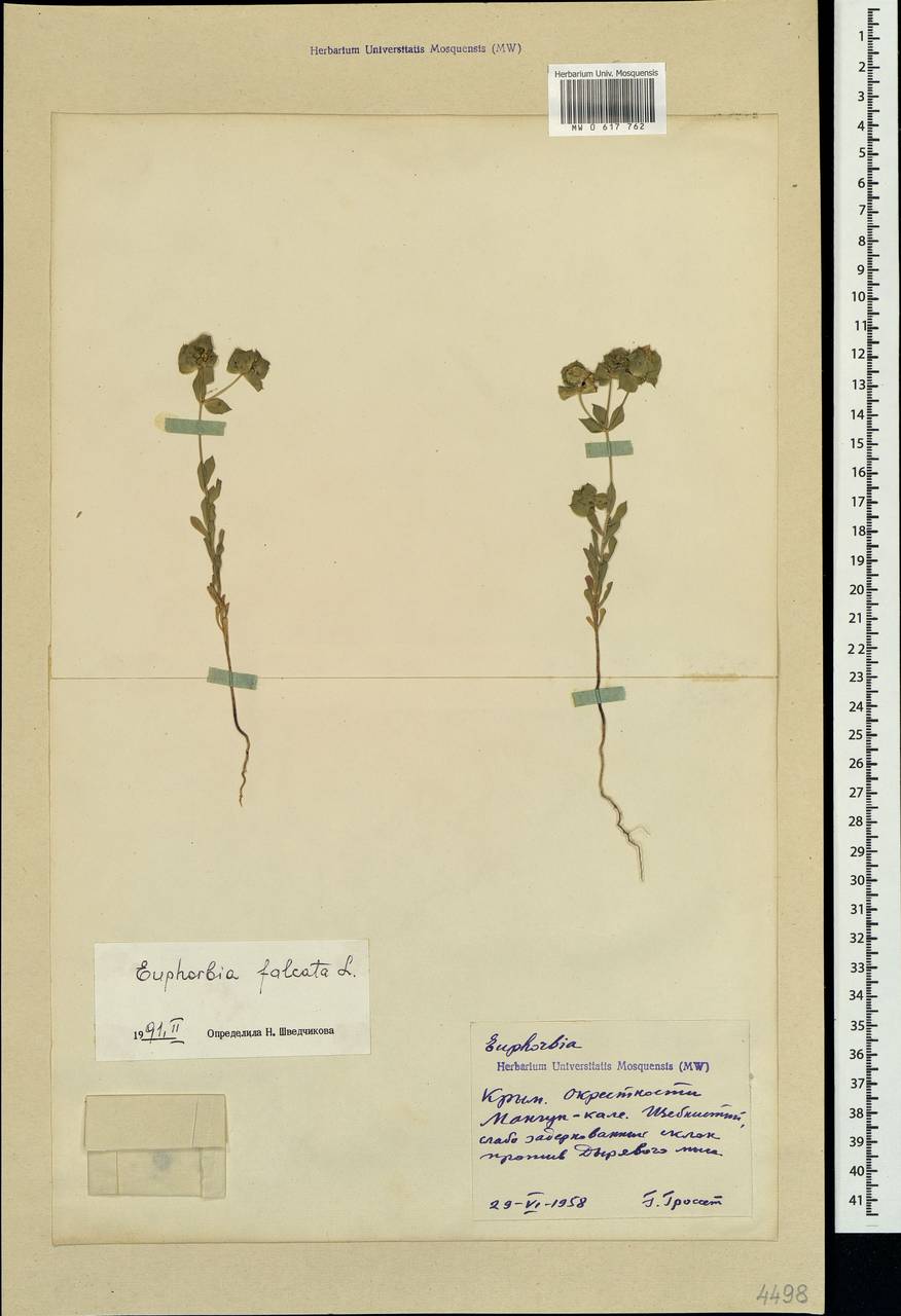 Euphorbia falcata L. , nom. cons., Crimea (KRYM) (Russia)