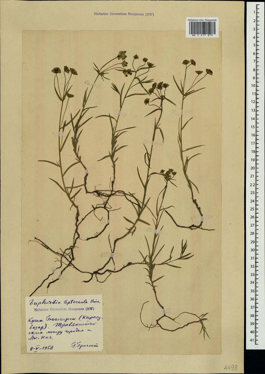 Euphorbia leptocaula Boiss., Crimea (KRYM) (Russia)