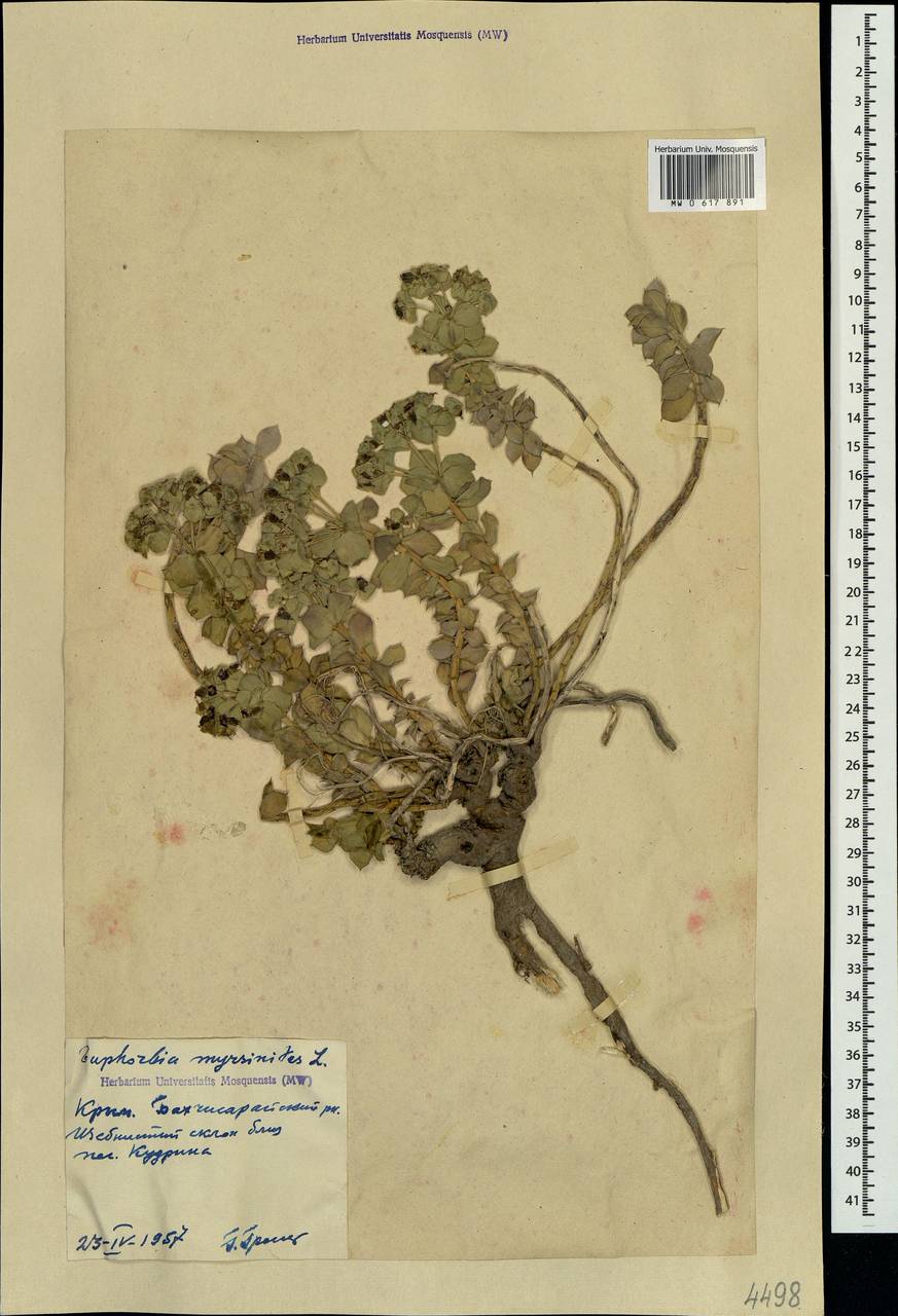 Euphorbia myrsinites L., Crimea (KRYM) (Russia)