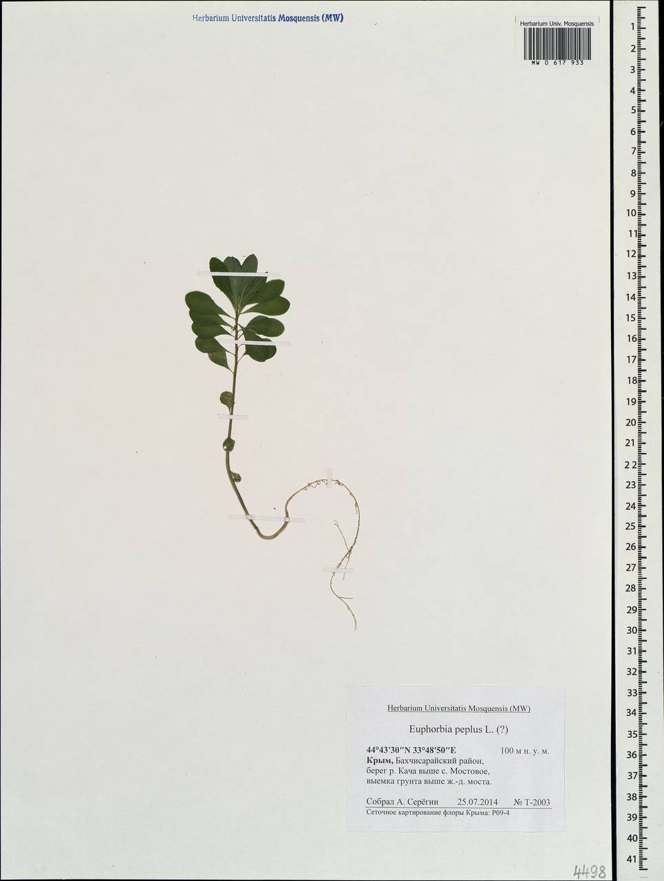 Euphorbia peplus L., Crimea (KRYM) (Russia)