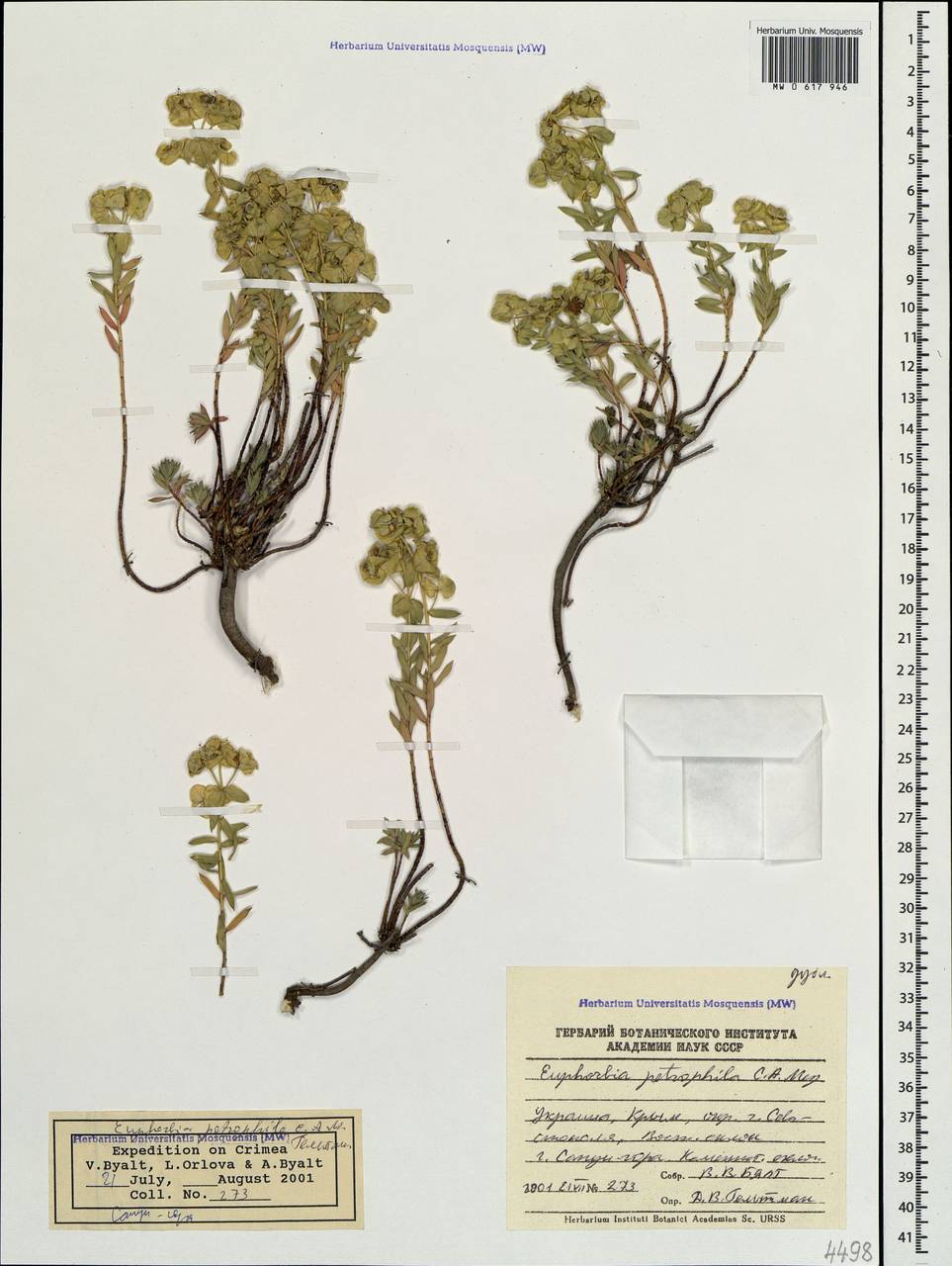 Euphorbia petrophila C.A.Mey., Crimea (KRYM) (Russia)