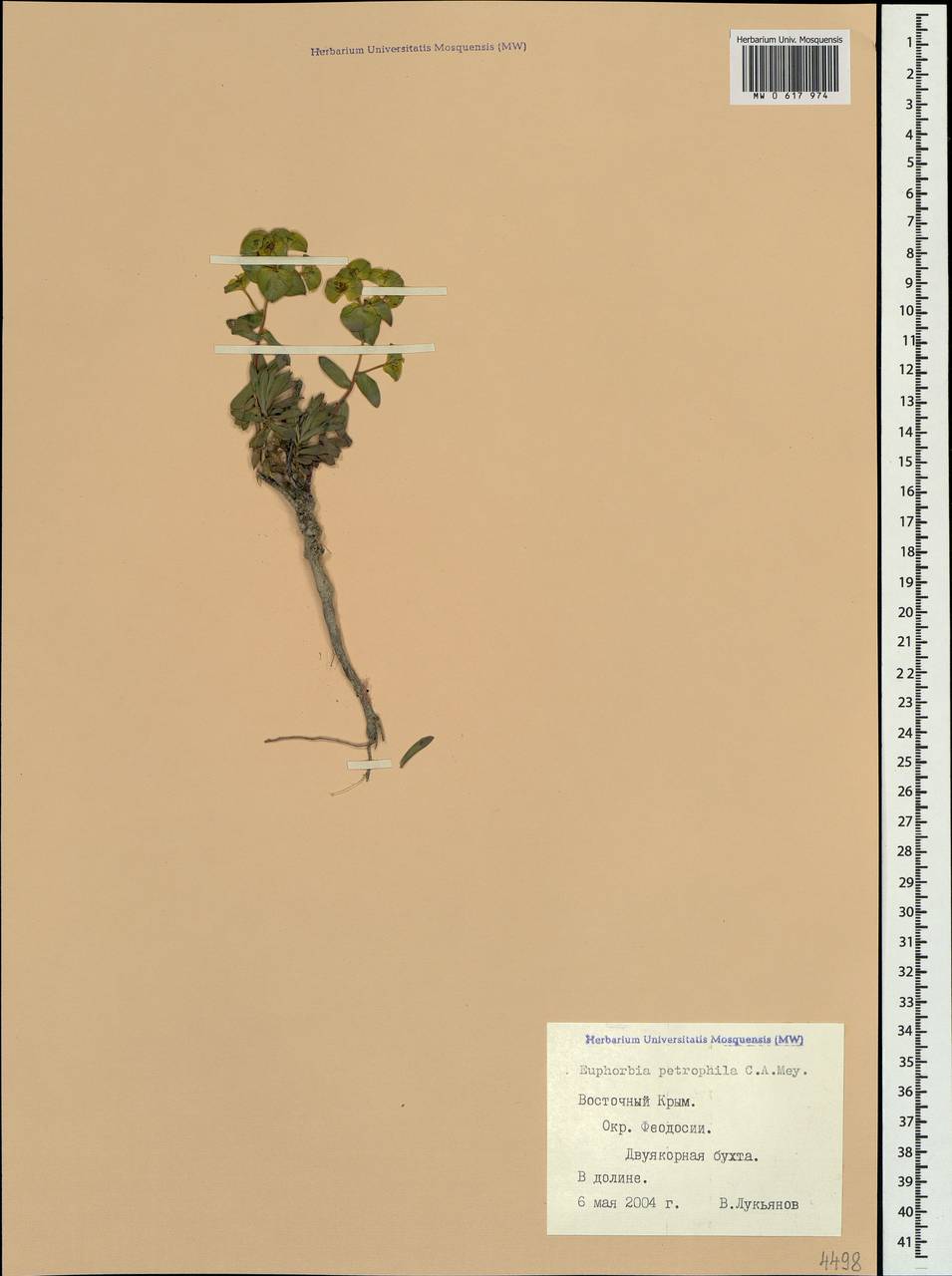 Euphorbia petrophila C.A.Mey., Crimea (KRYM) (Russia)