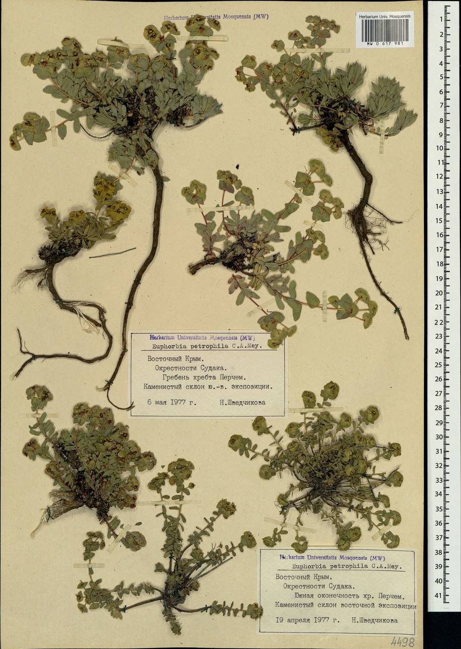 Euphorbia petrophila C.A.Mey., Crimea (KRYM) (Russia)