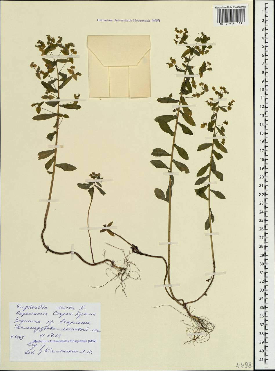 Euphorbia stricta L., Crimea (KRYM) (Russia)