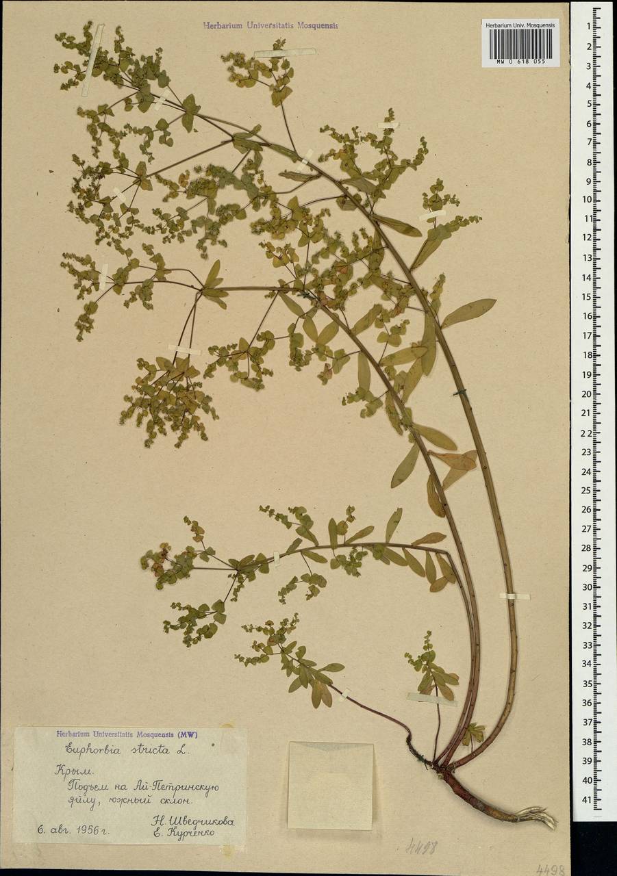 Euphorbia stricta L., Crimea (KRYM) (Russia)