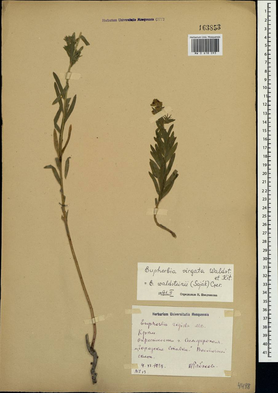 Euphorbia virgata Waldst. & Kit., Crimea (KRYM) (Russia)