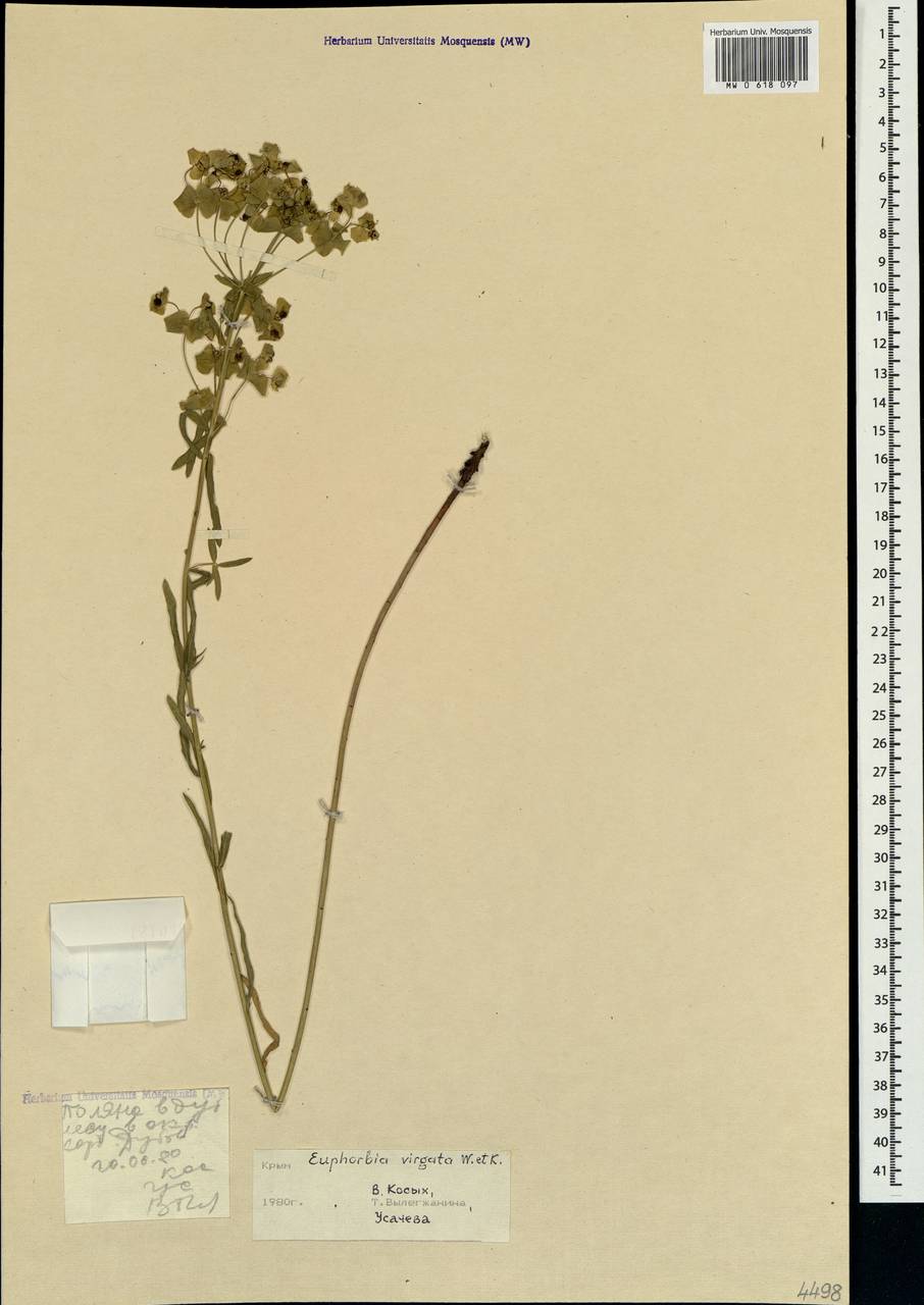 Euphorbia tommasiniana Bertol., Crimea (KRYM) (Russia)