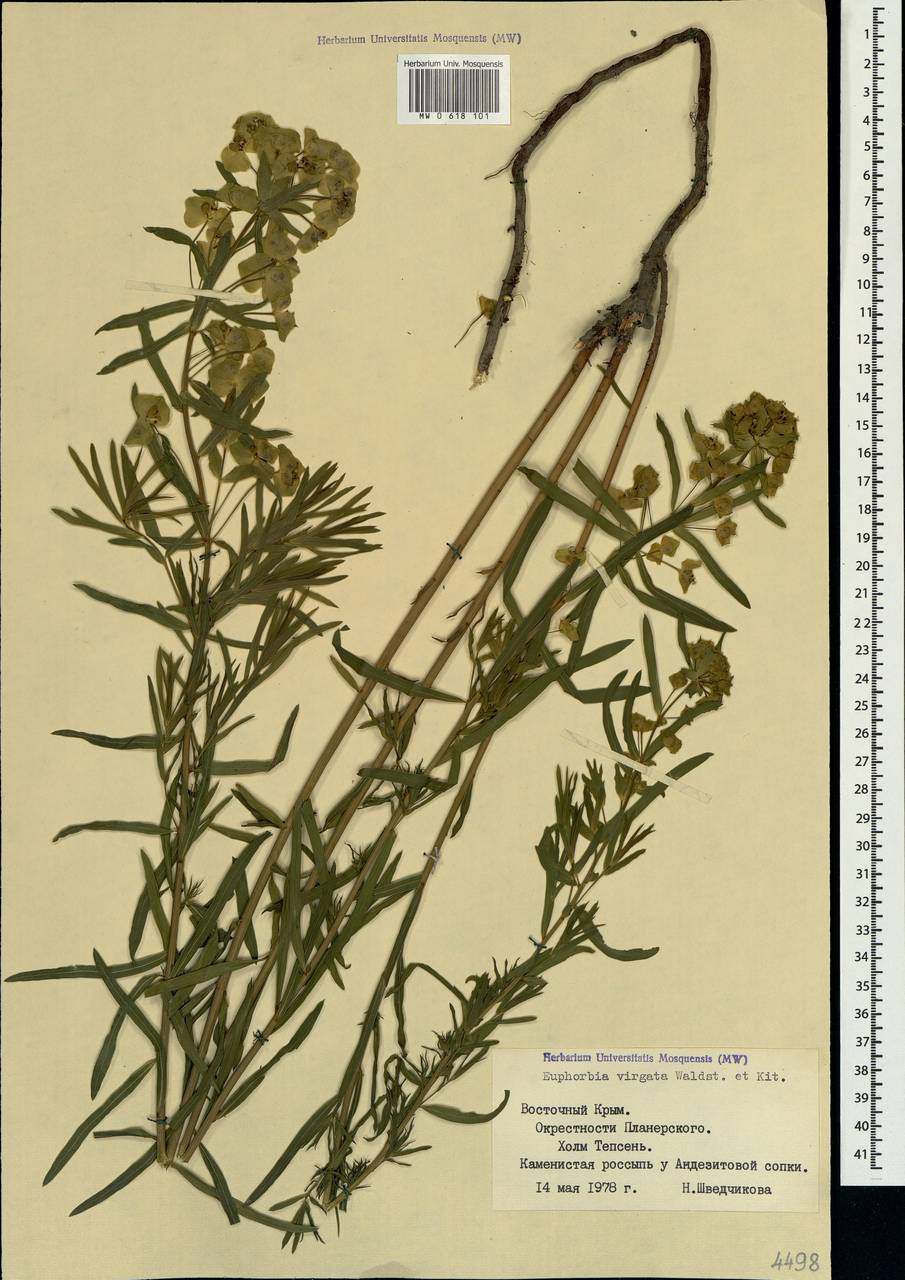 Euphorbia virgata Waldst. & Kit., Crimea (KRYM) (Russia)