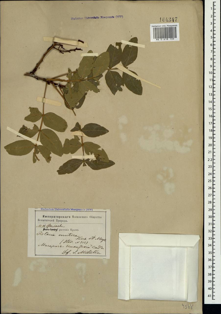 Pistacia atlantica Desf., Crimea (KRYM) (Russia)