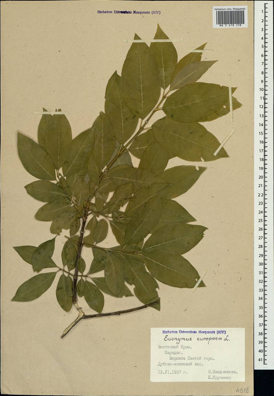 Euonymus europaeus L., Crimea (KRYM) (Russia)