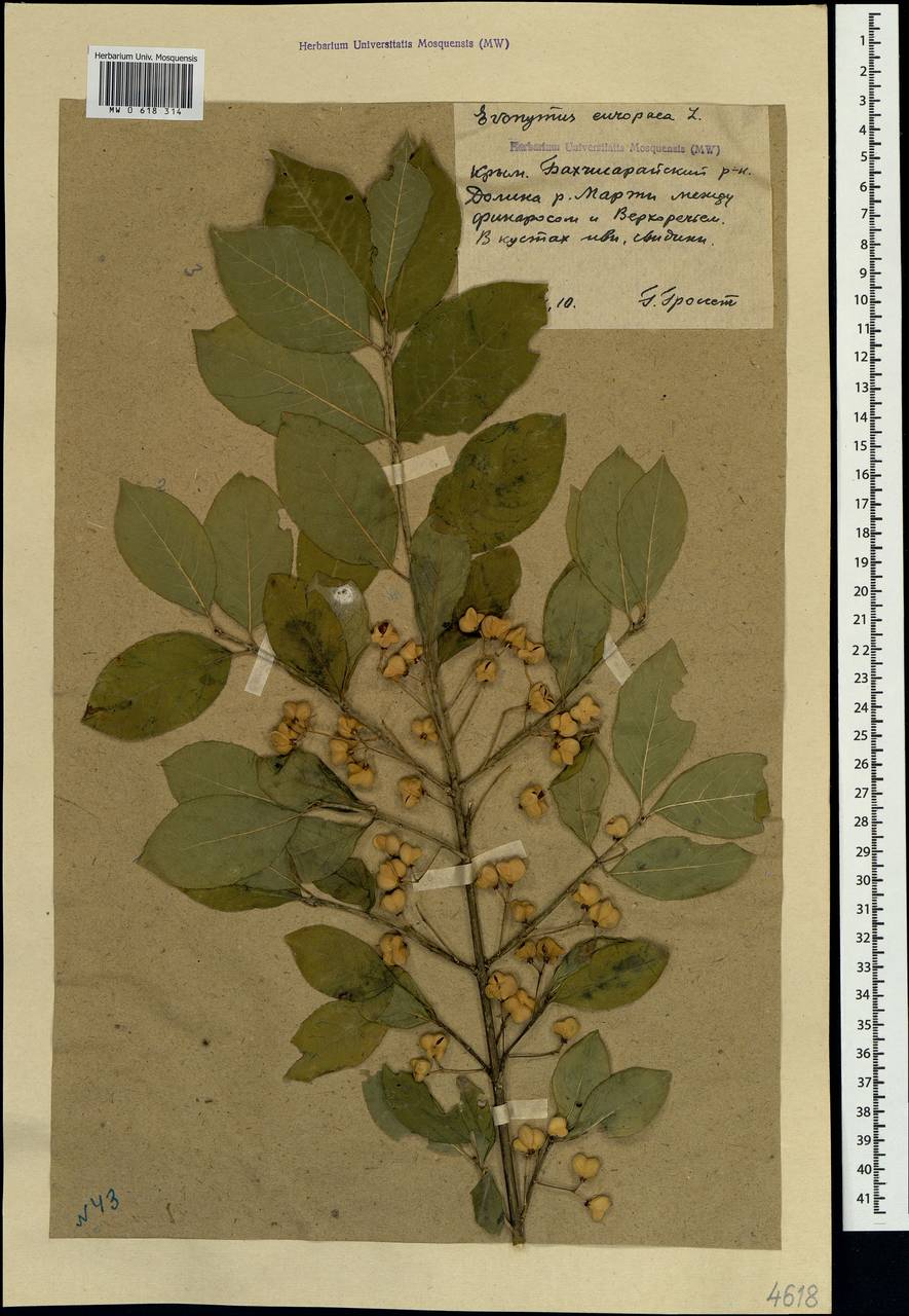 Euonymus europaeus L., Crimea (KRYM) (Russia)