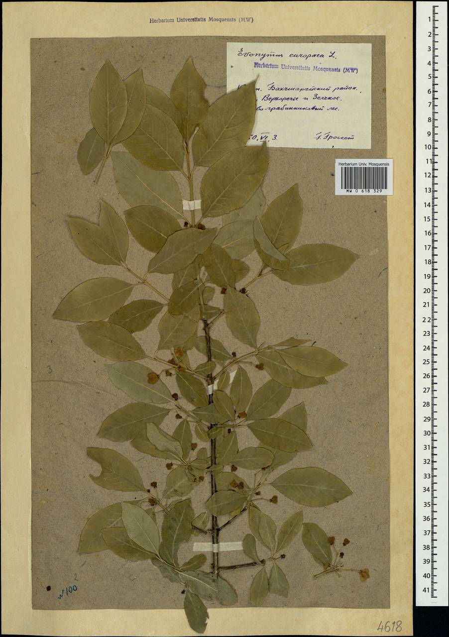 Euonymus europaeus L., Crimea (KRYM) (Russia)