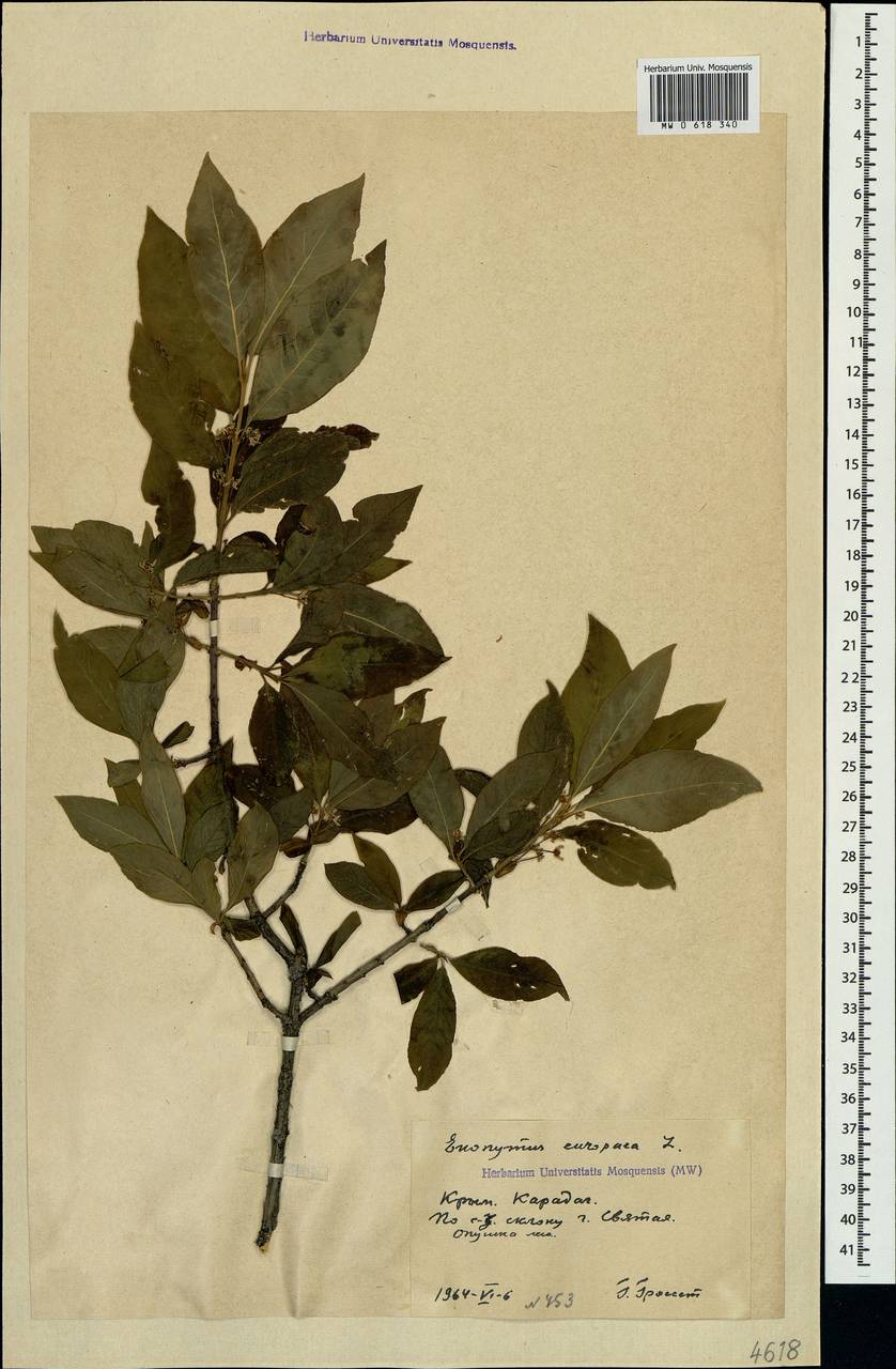 Euonymus europaeus L., Crimea (KRYM) (Russia)