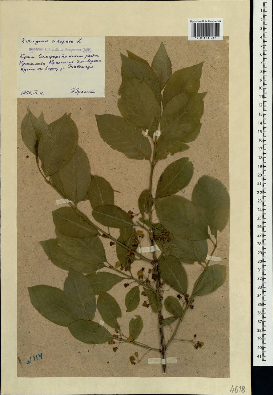 Euonymus europaeus L., Crimea (KRYM) (Russia)