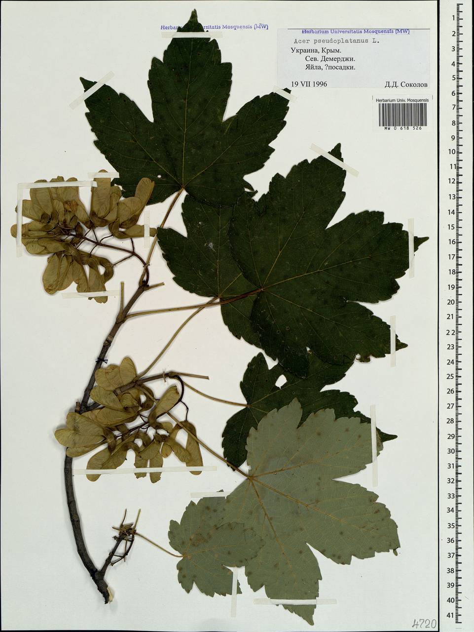 Acer pseudoplatanus L., Crimea (KRYM) (Russia)