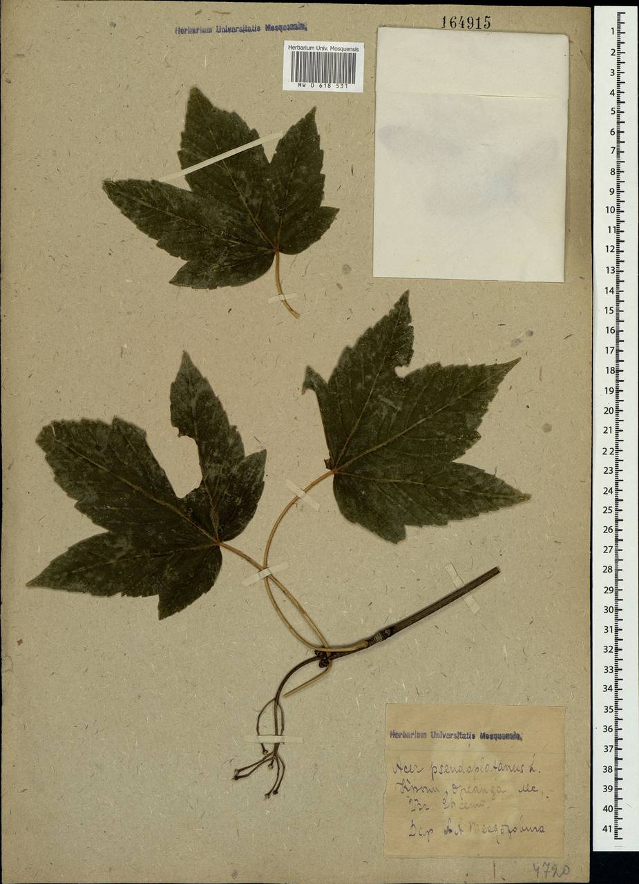 Acer pseudoplatanus L., Crimea (KRYM) (Russia)