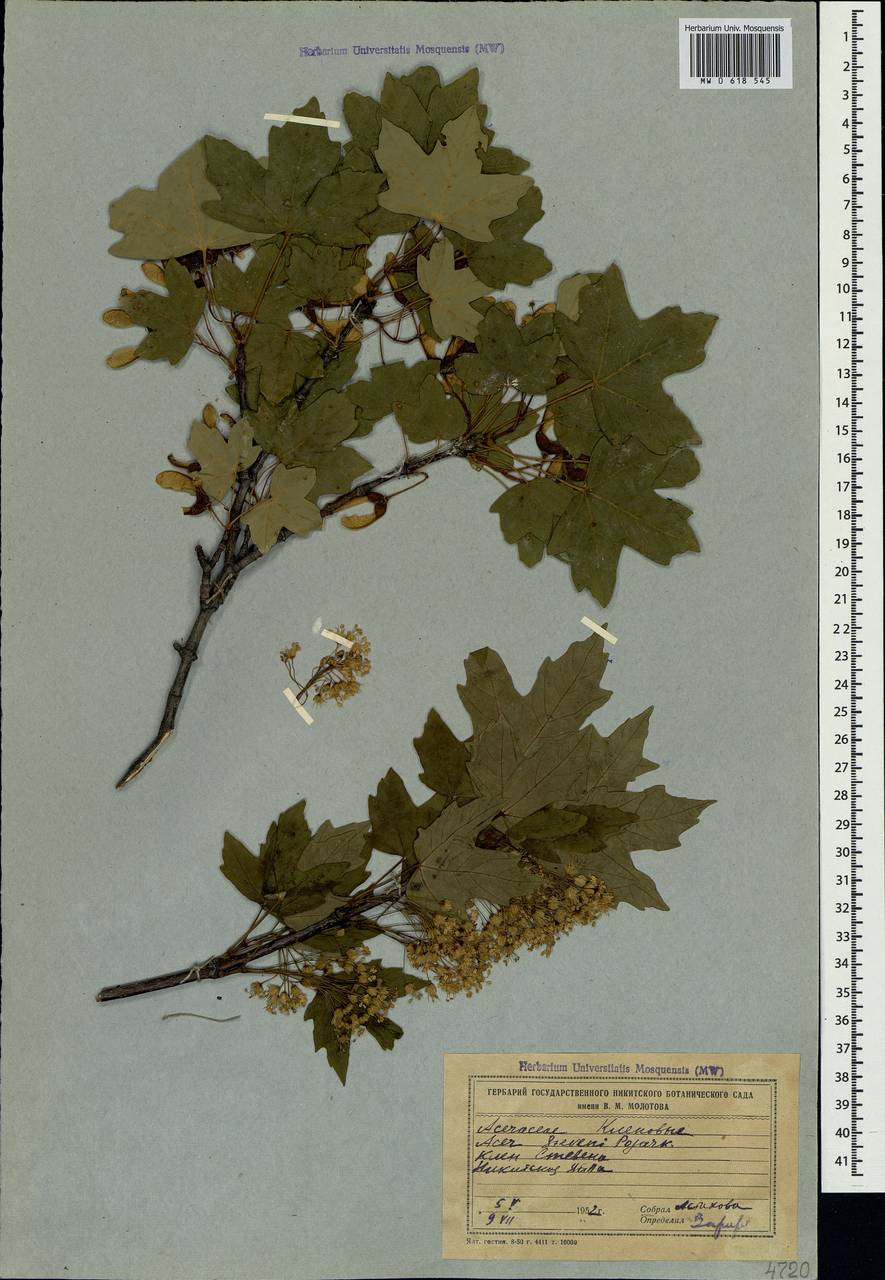 Acer hyrcanum subsp. stevenii (Pojark.) A. E. Murray, Crimea (KRYM) (Russia)