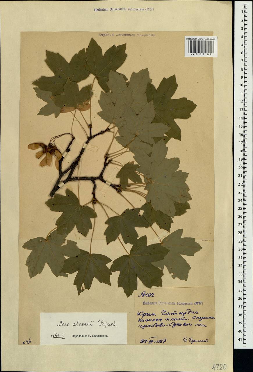 Acer hyrcanum subsp. stevenii (Pojark.) A. E. Murray, Crimea (KRYM) (Russia)