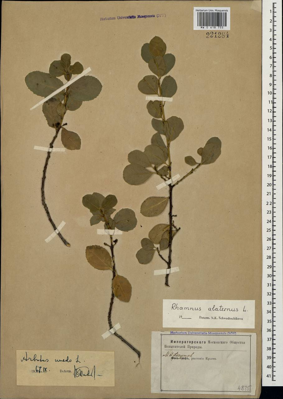 Rhamnus alaternus L., Crimea (KRYM) (Russia)