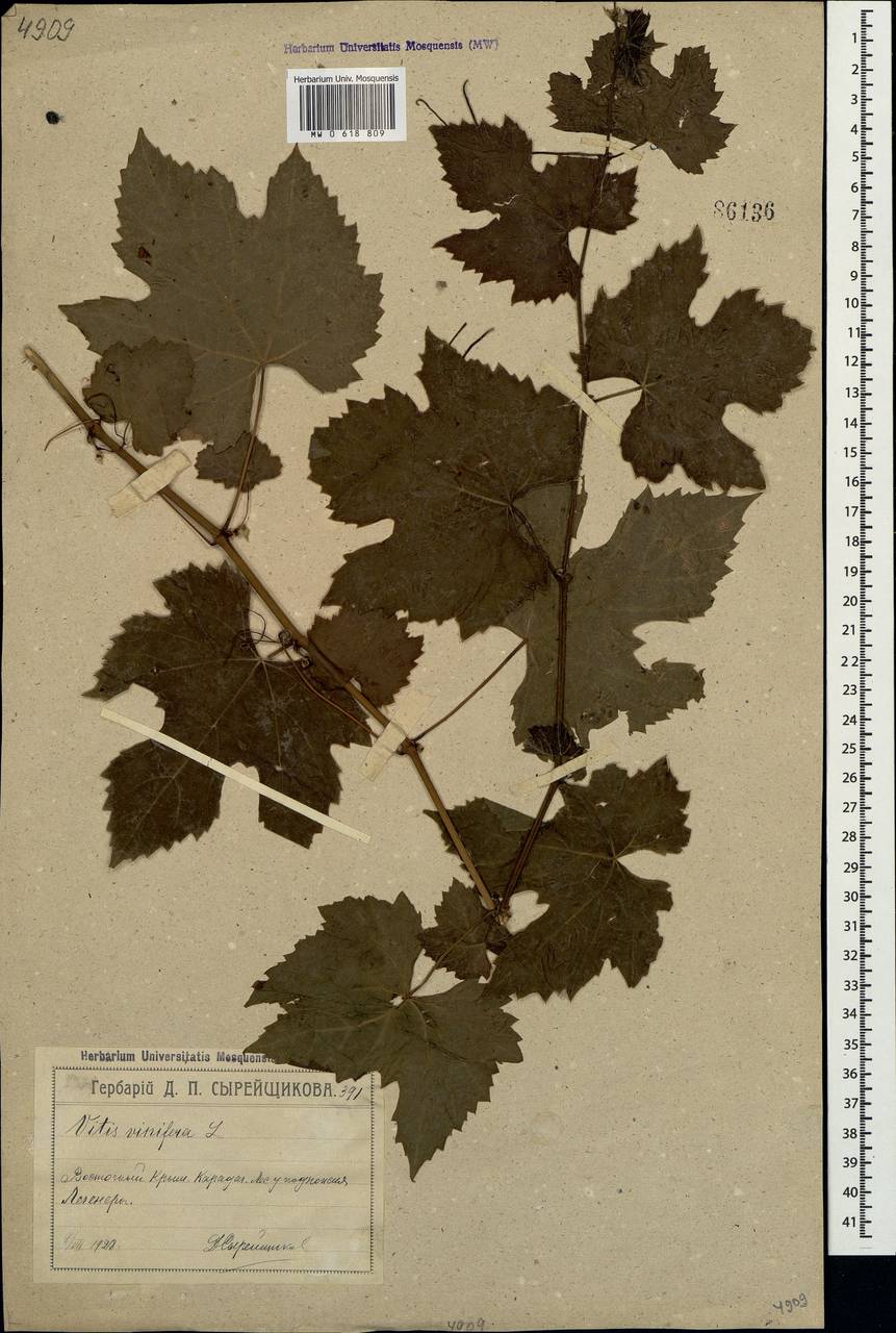 Vitis vinifera L., Crimea (KRYM) (Russia)