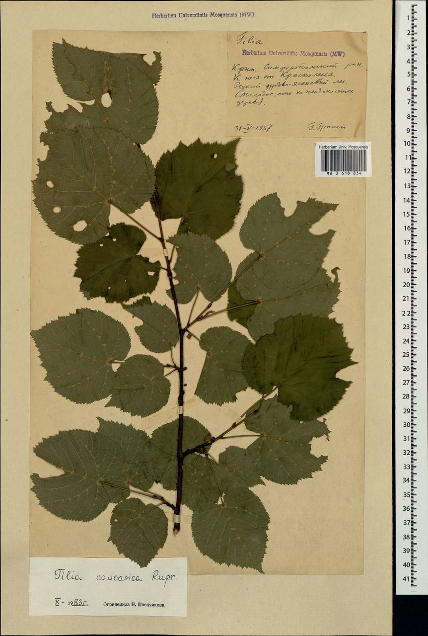 Tilia croizatii Chun & H. D. Wong, Crimea (KRYM) (Russia)