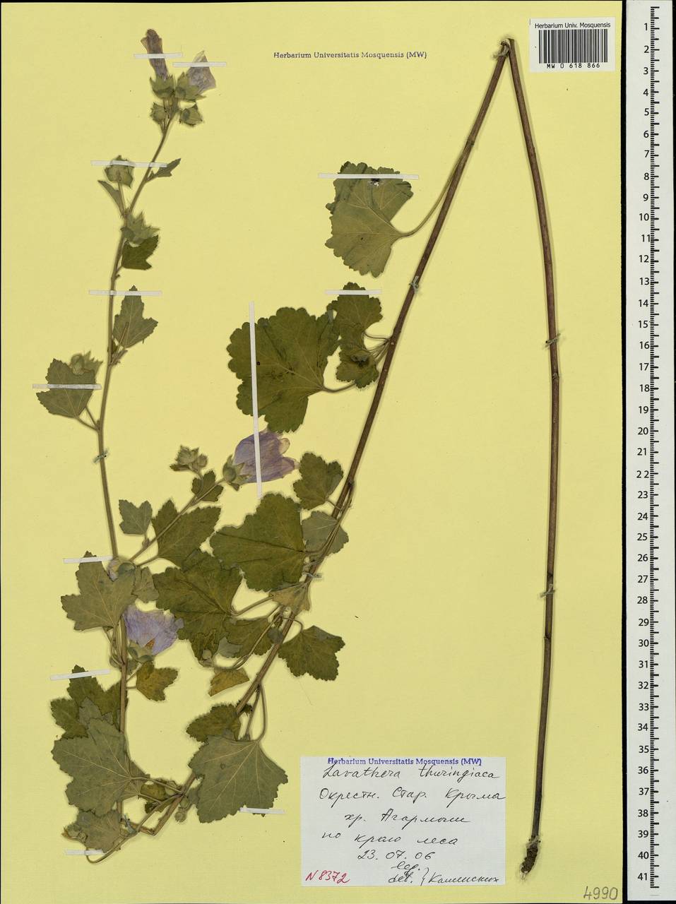 Malva thuringiaca subsp. thuringiaca, Crimea (KRYM) (Russia)