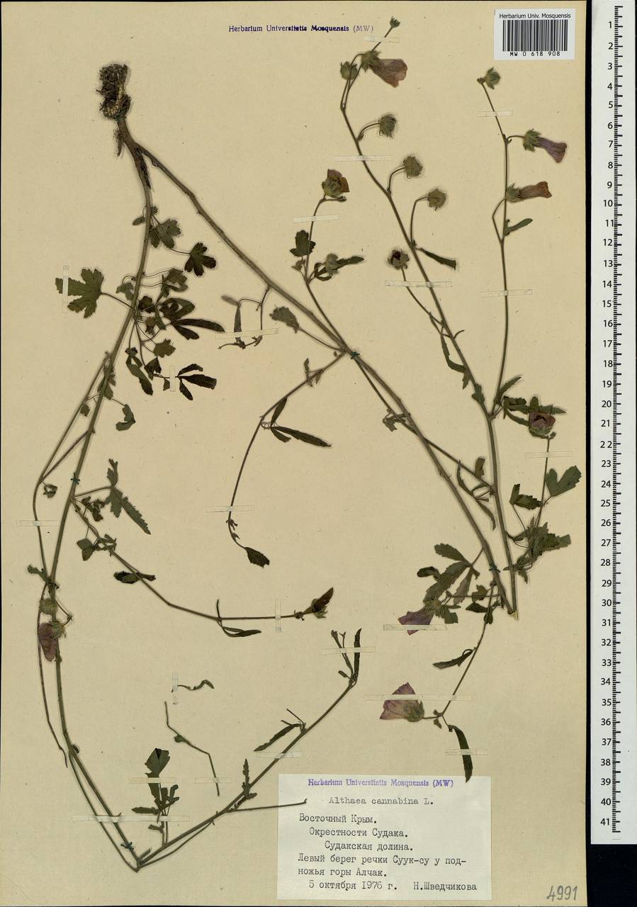 Althaea cannabina L., Crimea (KRYM) (Russia)