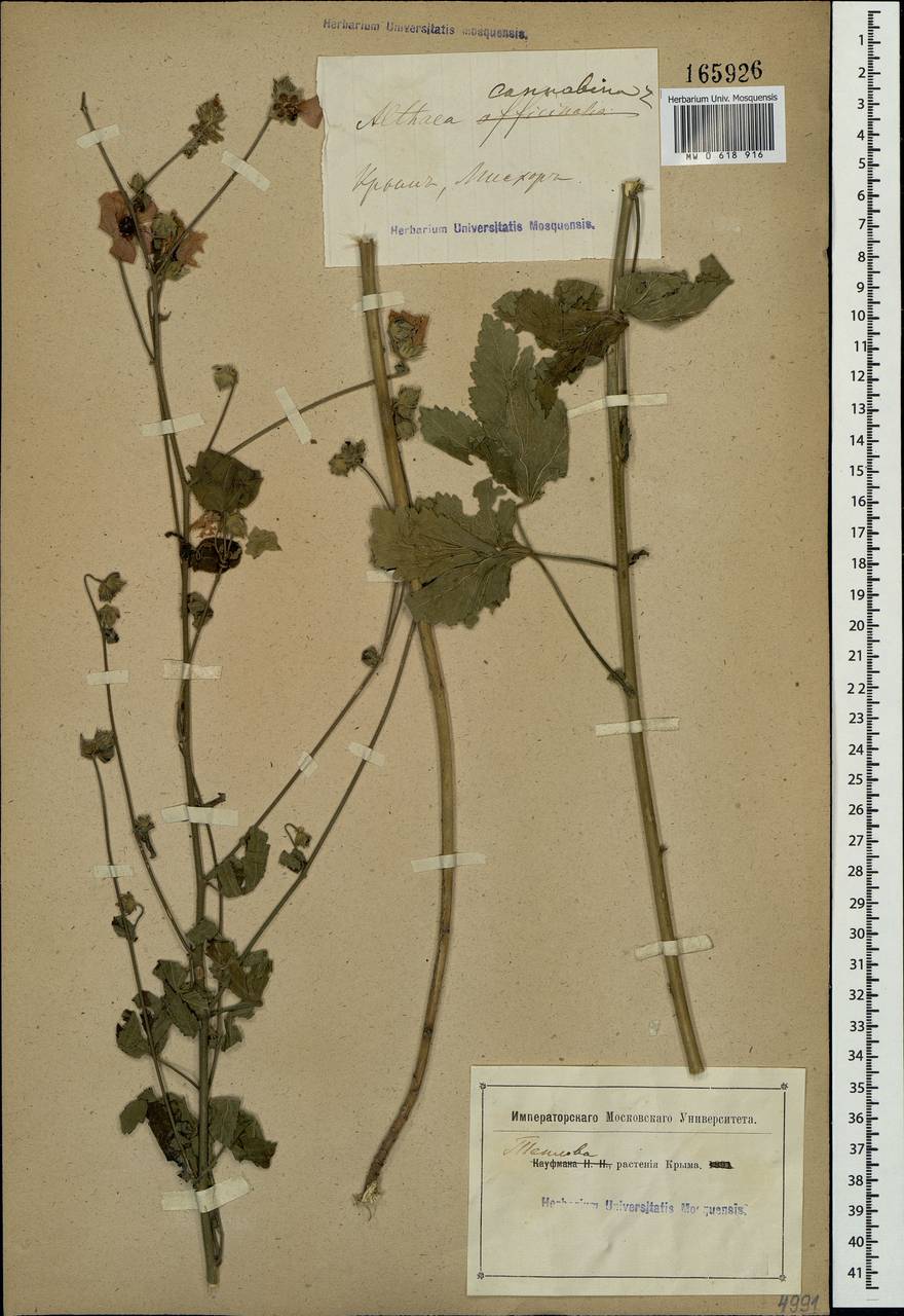 Althaea cannabina L., Crimea (KRYM) (Russia)