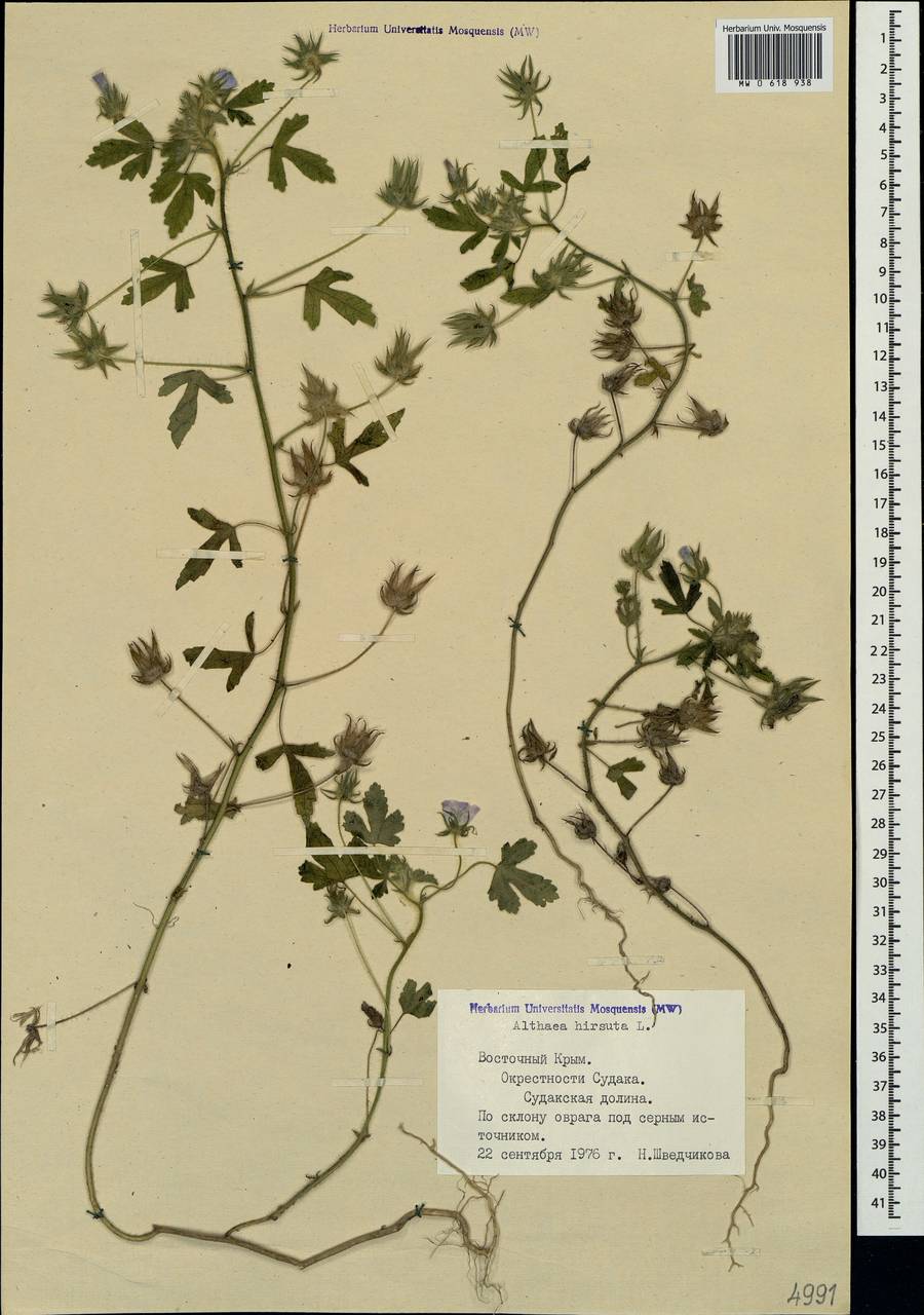 Althaea hirsuta L., Crimea (KRYM) (Russia)