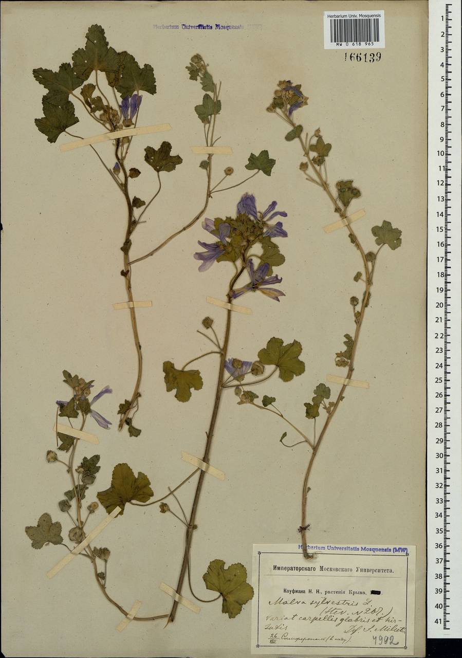 Malva sylvestris L., Crimea (KRYM) (Russia)