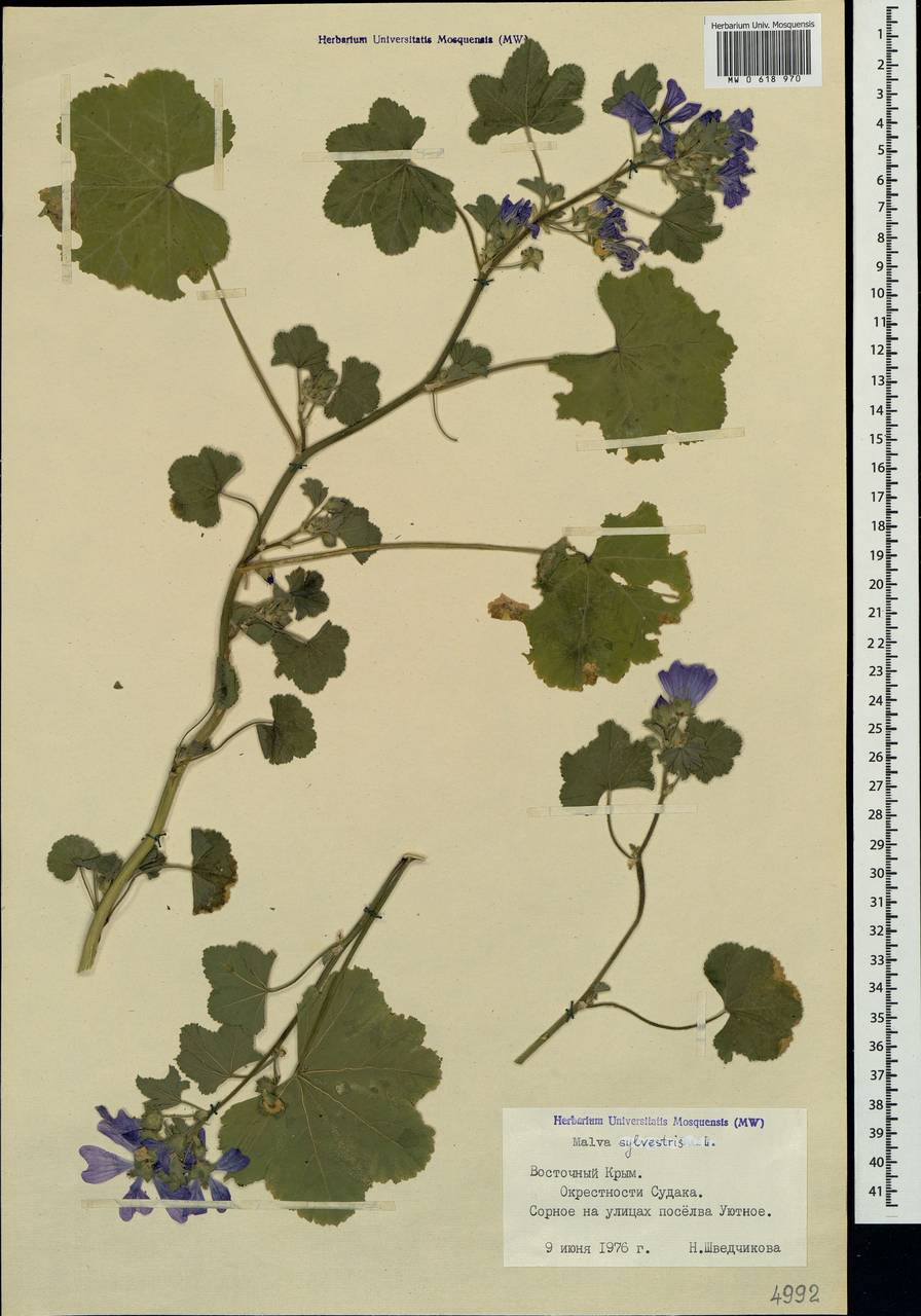 Malva sylvestris L., Crimea (KRYM) (Russia)