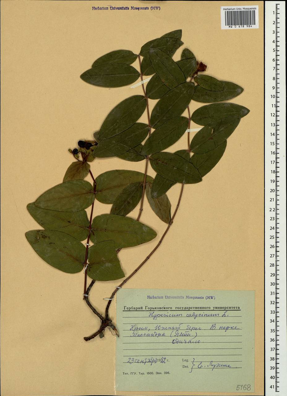 Hypericum calycinum L., Crimea (KRYM) (Russia)