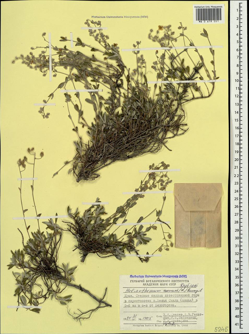 Helianthemum canum (L.) Baumg., Crimea (KRYM) (Russia)