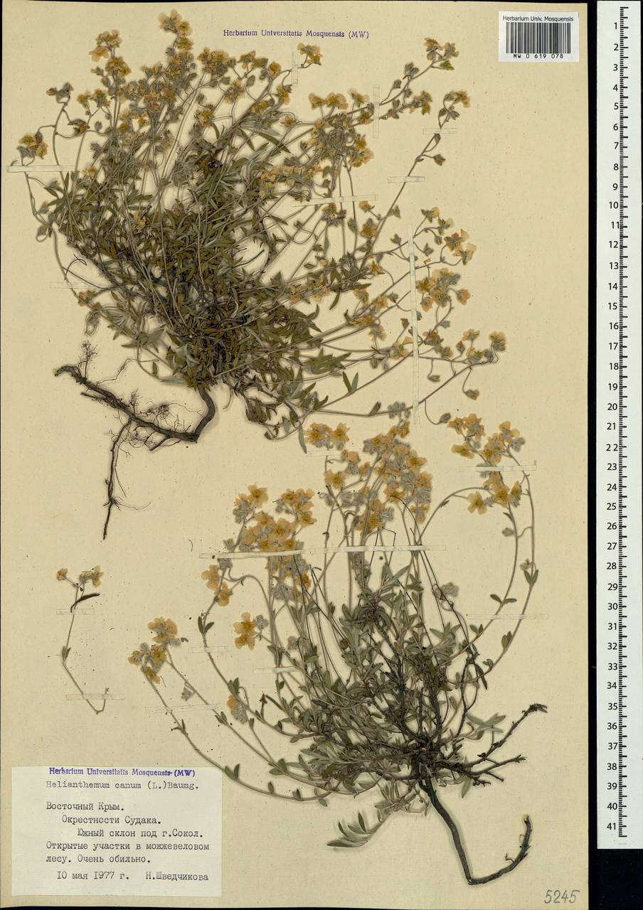 Helianthemum canum (L.) Baumg., Crimea (KRYM) (Russia)