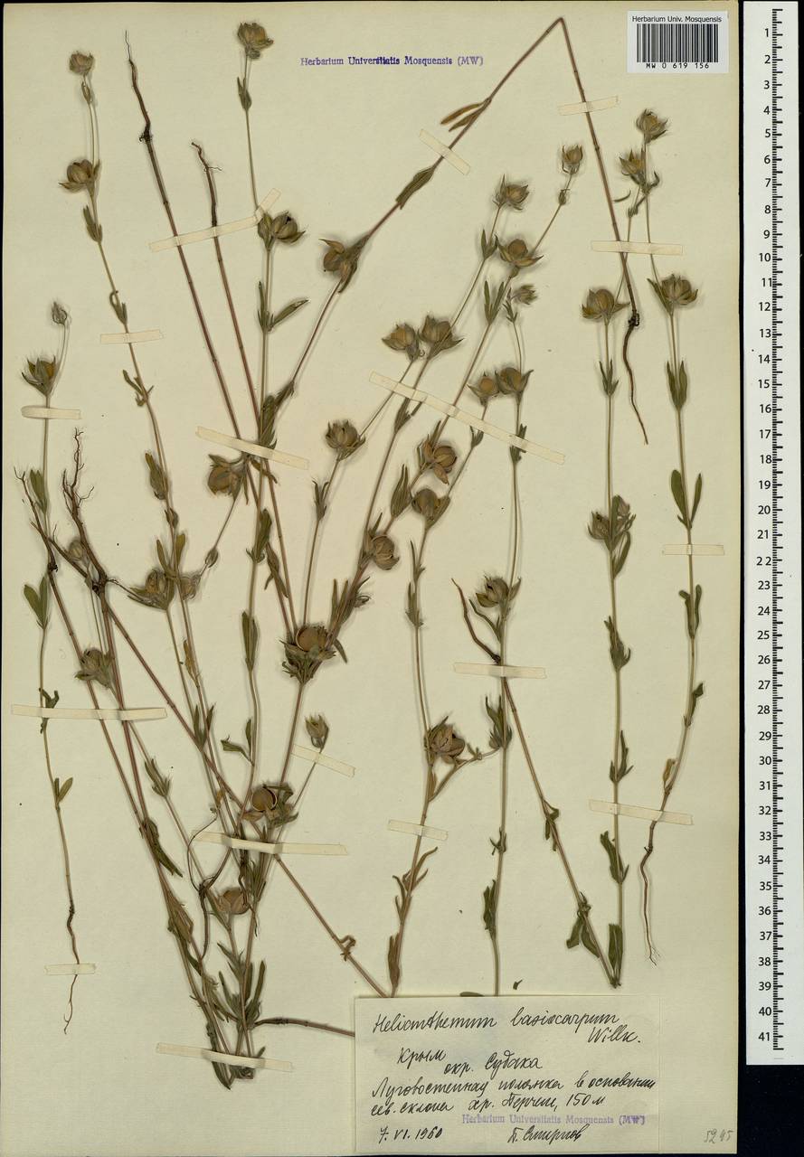 Helianthemum ledifolium subsp. lasiocarpum (Jacques & Herincq) Nyman, Crimea (KRYM) (Russia)