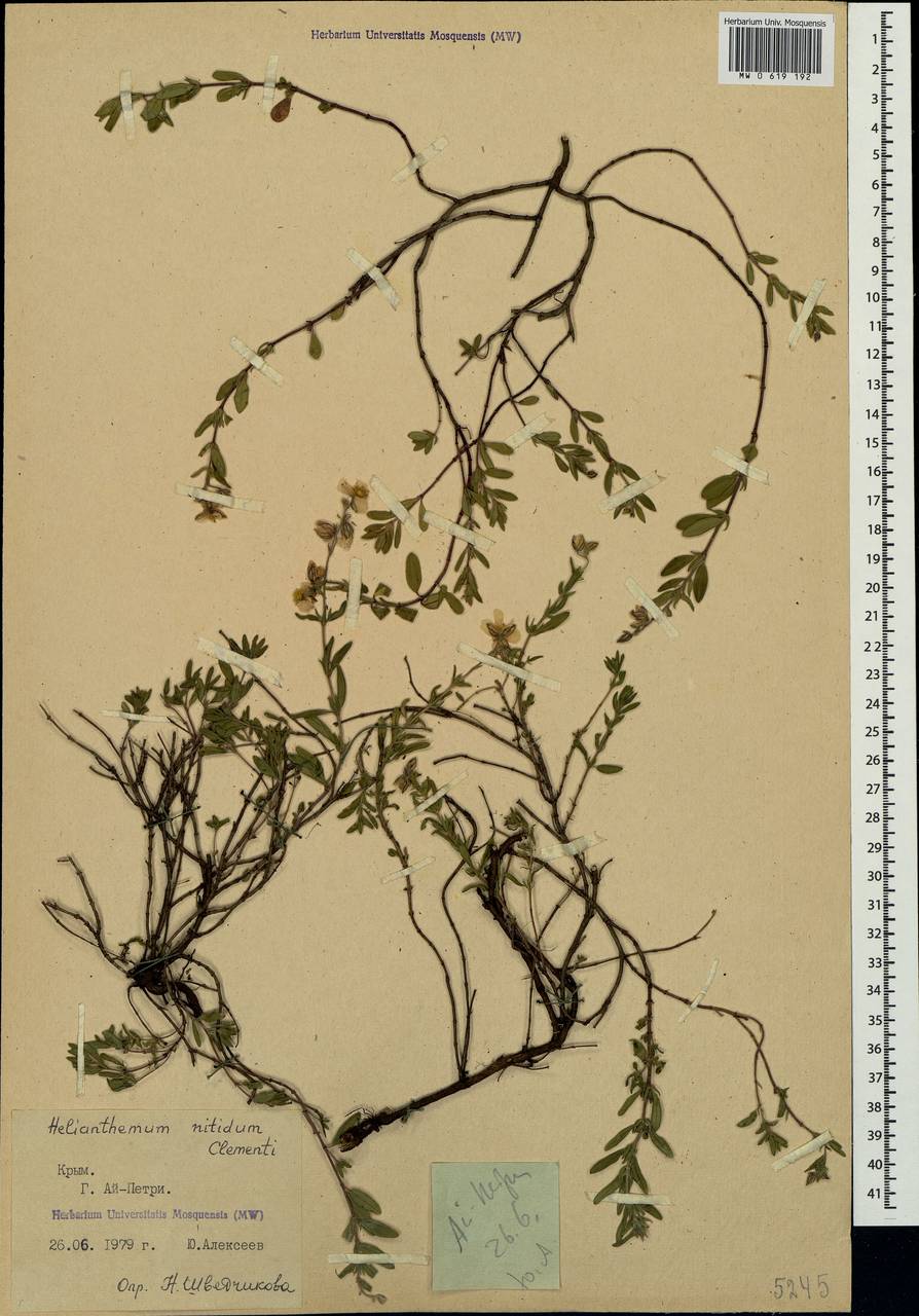 Helianthemum nummularium subsp. glabrum (W. D. J. Koch) R. Wilczek, Crimea (KRYM) (Russia)