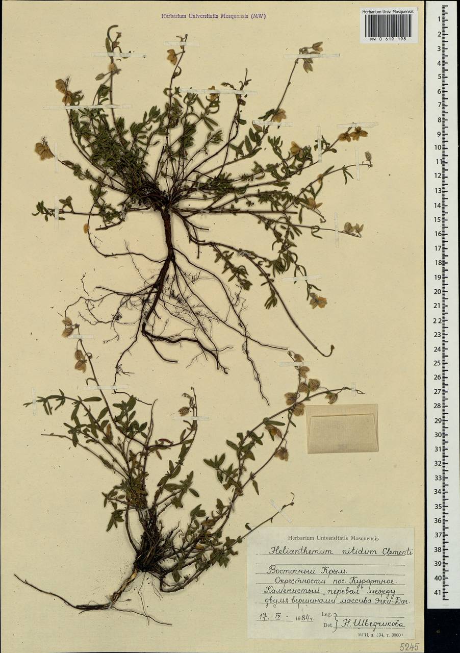 Helianthemum nummularium subsp. glabrum (W. D. J. Koch) R. Wilczek, Crimea (KRYM) (Russia)